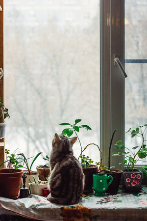Beautiful grey cat sitting on the window sill and looking to windowの写真素材