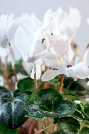 White cyclamen flower - beautiful flower of home plant.の写真素材