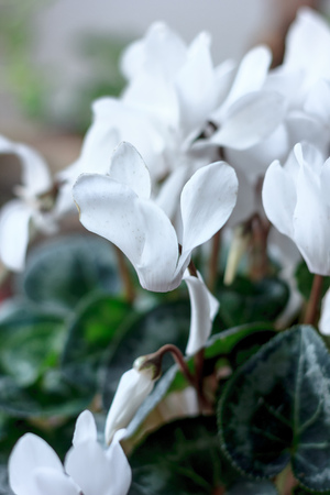 White cyclamen flower - beautiful flower of home plant.の写真素材