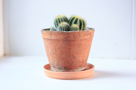Green cactus in a clay pot over white backgroundの写真素材