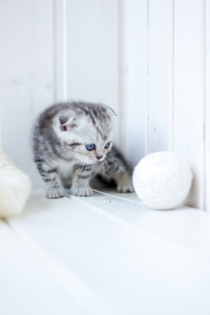 Young grey cat plays with the balls of yarnの写真素材