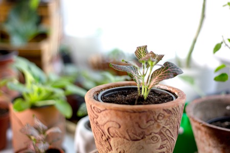 Fittonia home plant in a clay pot.の写真素材