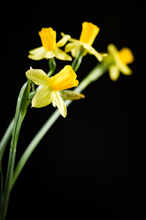 Daffodil or narcissus flowers on a black backgroundの写真素材