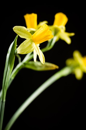 Daffodil or narcissus flowers on a black backgroundの写真素材