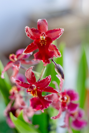 Beautiful orchid flowers on a bright window at house.の写真素材