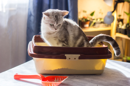 Cat sitting in a cat litter box or trayの写真素材
