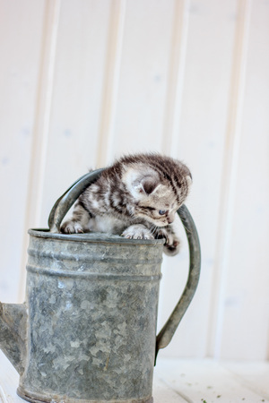 Little kitten plays on the metal watering canの写真素材