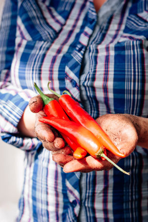Farmer hands holding red hot chili peppers.の写真素材