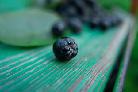 Black berries on the green woodの写真素材