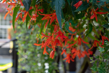 Beautiful red or orange flowers in a summer garden.の写真素材