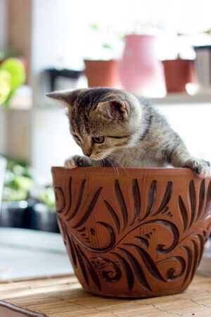 Funny little kitten in a flower potの写真素材