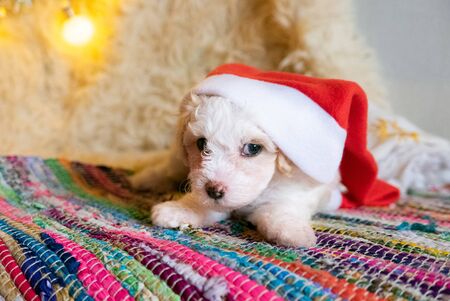 Cute dog puppy with big christmas hat.の写真素材