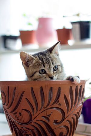 Funny little kitten in a flower potの写真素材