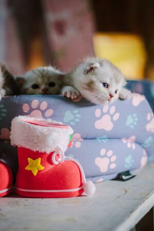 Gray scottish kittens during christmas celebration.の写真素材