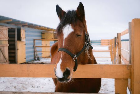 Horse at horse paddock during winter seasonの写真素材
