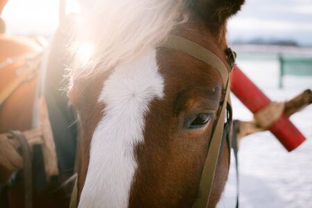 Horse eye shoot outdoors at an animal farmの写真素材