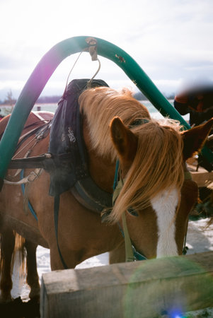 Beautiful horse eats dry hay outdoors at a farm