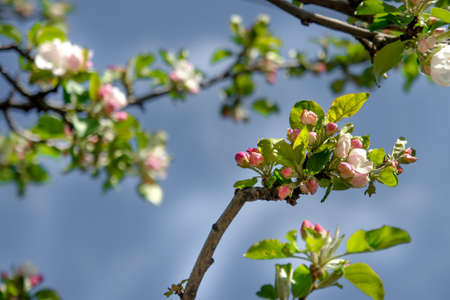 Apple blossom flowersの写真素材