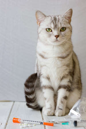 Veterinary clinic and cat with syringe.の写真素材
