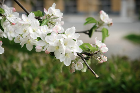 Apple blossom on spring. Apple flowers on branch.