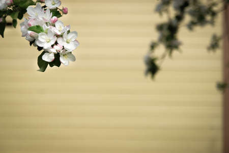 Apple blossom background.の写真素材