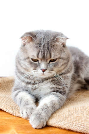 Domestic scottish catの写真素材