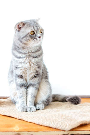 Domestic scottish catの写真素材