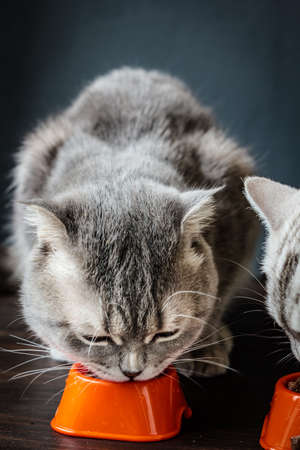 Cat eating food from bowl.の写真素材