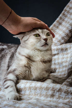 Pregnant cat plays with human hand.の写真素材