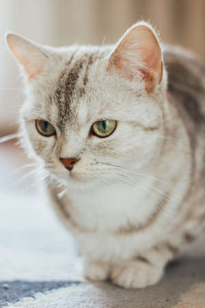 Close-up view of the beautiful scottish cat. Scottish straigth breed - cat colored with the silver marble colorの写真素材