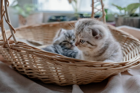 Lovely grey scottish fold kittens playing in the basketの写真素材