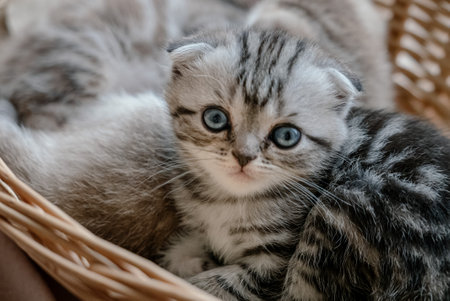 Beautiful scottish fold kitten plays in the basketの写真素材