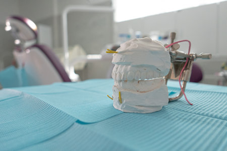 Orthodontic model - artificial jaws closeup with orthodontic cabinet on a backgroundの写真素材