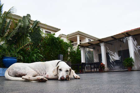 loyal pet dog lying sadly and waitingの写真素材