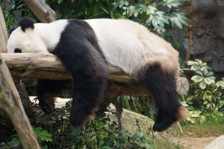 sleepy lazy panda on a tree branchの写真素材