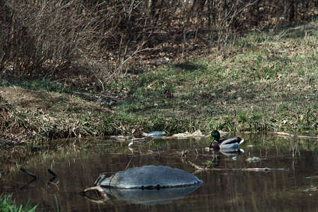 duck swimming in the soiled urban lakeの写真素材