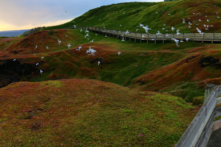 Boardwalk with beautiful scenic surrounding in phillip island Victoria, Australiaの写真素材