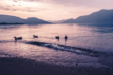 ducks and sunsetの写真素材