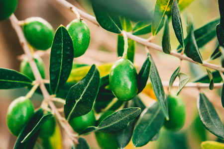Olives is a tree in Tuscanyの写真素材