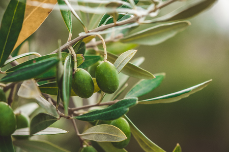 Olives is a tree in Tuscanyの写真素材