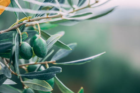Olives is a tree in Tuscanyの写真素材