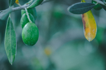 Olives is a tree in Tuscanyの写真素材