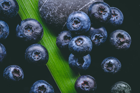 Blueberry blueberries in a black and white backgroundの写真素材