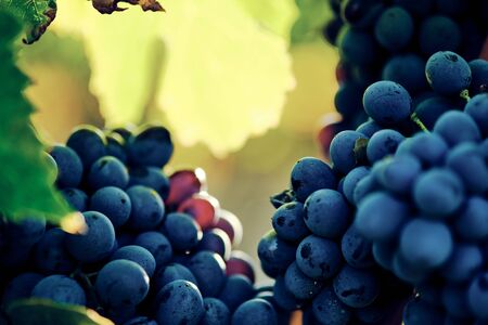 grape and vine vinegar of sangiovese under sunlight in tuscany italy autumn summerの写真素材
