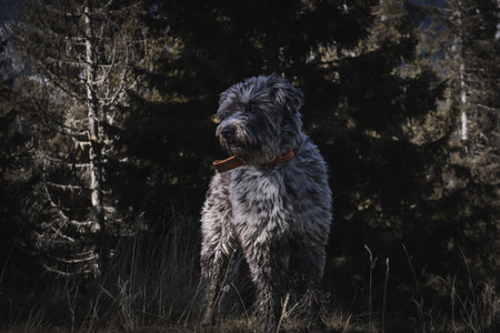 A black and white dog standing in the middle of a field.