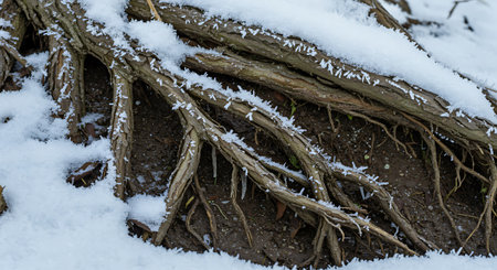 The roots of a tree in the snow. Close-up.の素材