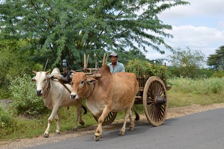Ox Cart Bagan Myanmarの写真素材