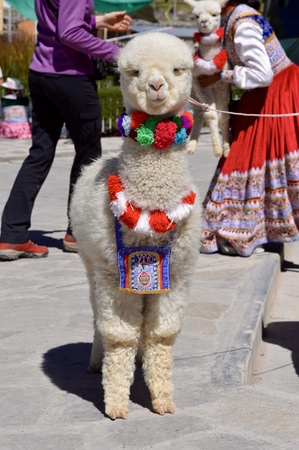 Baby Alpaca Peruの写真素材