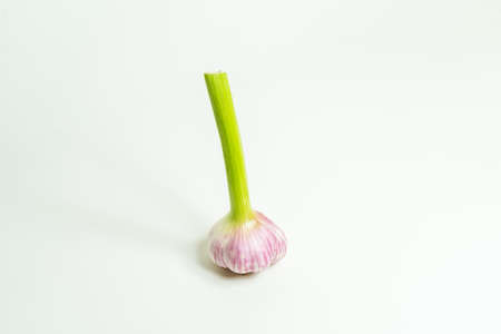 Fresh harvested Garlic in different positionsの写真素材