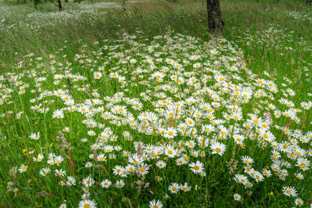 Daisies in a meadowの写真素材